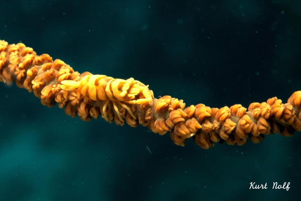 Asian Belgian Dive Resort Моалбоал Экстерьер фото