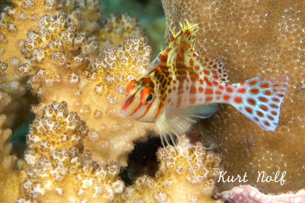 Asian Belgian Dive Resort Моалбоал Экстерьер фото