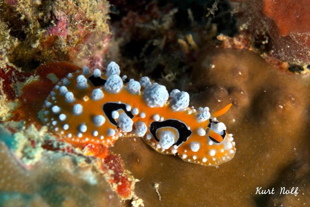Asian Belgian Dive Resort Моалбоал Экстерьер фото