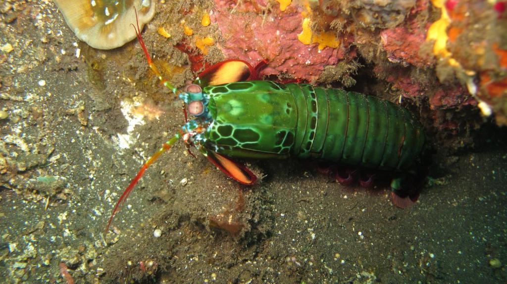 Asian Belgian Dive Resort Моалбоал Экстерьер фото