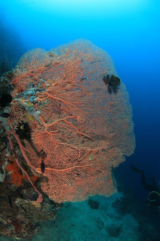 Asian Belgian Dive Resort Моалбоал Экстерьер фото
