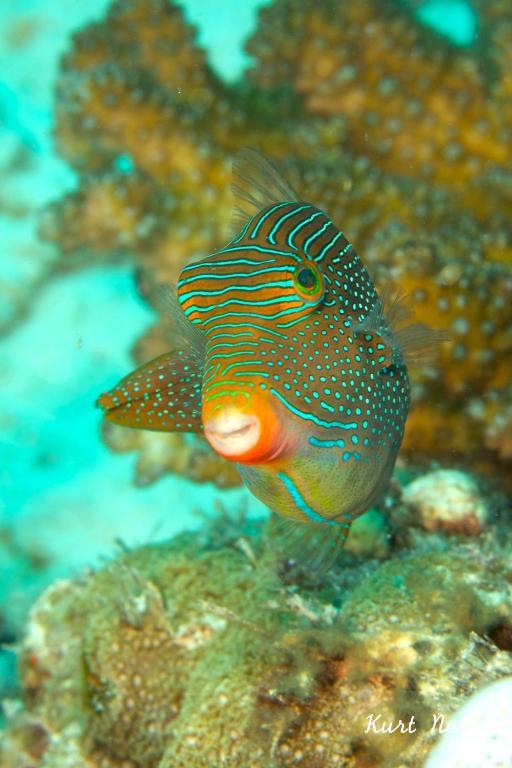 Asian Belgian Dive Resort Моалбоал Экстерьер фото