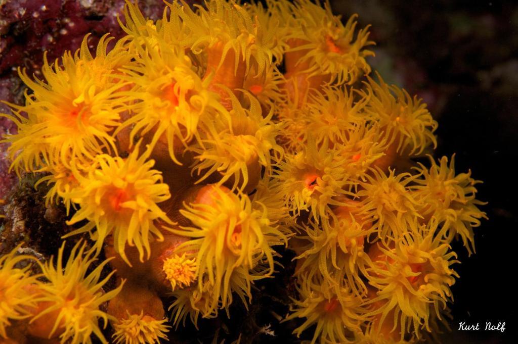 Asian Belgian Dive Resort Моалбоал Экстерьер фото
