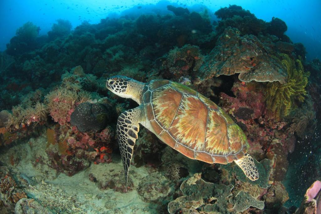 Asian Belgian Dive Resort Моалбоал Экстерьер фото