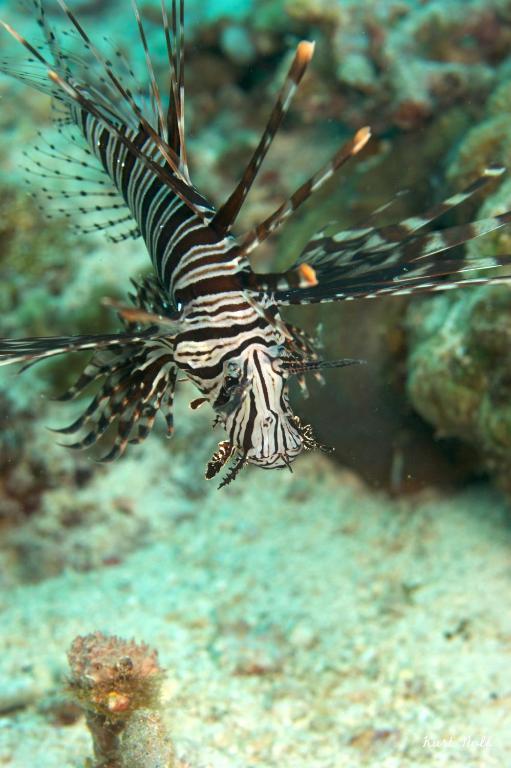 Asian Belgian Dive Resort Моалбоал Экстерьер фото